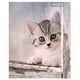thumbnail image 4 of Cuaderno Universitario Animales Adorables 7mm 100 Hojas / Producto surtido, 1 Un, 4 of 12