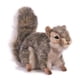 thumbnail image 1 of Peluche Hansa Sitting Squirrel gris para niños de 3 a 100 años, 1 of 8