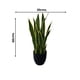 thumbnail image 3 of Planta Decorativa Sanseviera Verde - Amarilla 60 cm, 3 of 3
