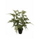 thumbnail image 1 of Helecho Esparagus 46cm Artificial, 1 of 3