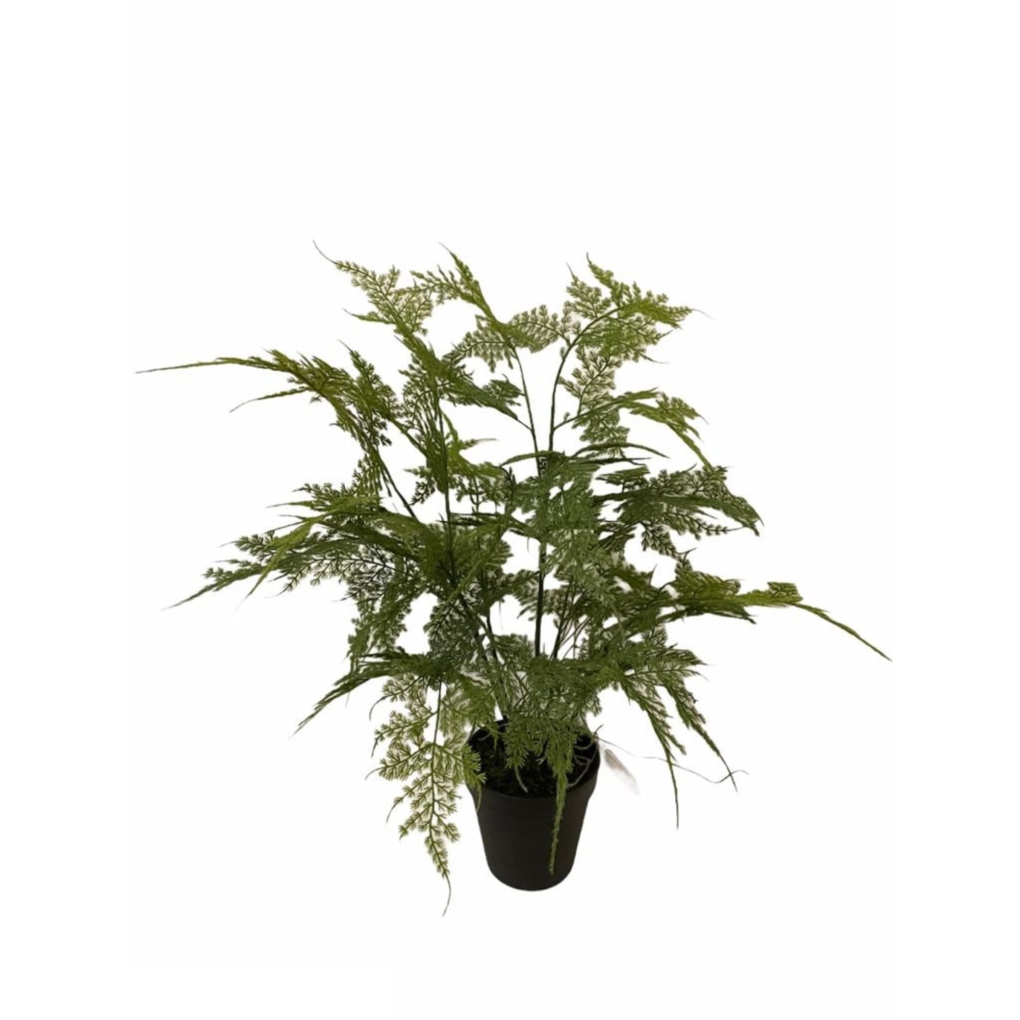 Corel - Helecho Esparagus 46cm Artificial