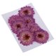 thumbnail image 3 of 10 Piezas De Flores Prensadas Secas Para Manualidades De álbum De Recortes Para Bricolaje Margarita Morada, 3 of 3
