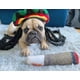 thumbnail image 5 of Juguete para perros Nestpark Doggy Doobie Plush Squeaky para todos los tamaños, 5 of 9
