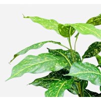 Corel - Arreglo De Ramo Acuba 55Cm Con Acabado Natural Artificial