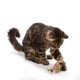 thumbnail image 2 of Juguete para gatos OurPet's Play-N-Squeak Twice the Mice, 2 unidades, 2 of 3