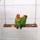 thumbnail image 2 of Columpio con forma de pájaro YJJKJ para periquito, cacatúa, cacatúa, conure, 2 of 6