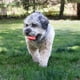 thumbnail image 3 of Pelotas Para Perro Kong Ball Signature Talla M Hasta 16 Kg Rojo, 3 of 5
