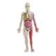 thumbnail image 3 of Kits De Cuerpo Humano Juguete Demostración En El Aula Para Ayuda De Ense?anza En El Hogar Ni?os, 3 of 5