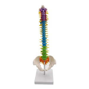 Magideal - Columna De Modelo De Columna Vertebral De Anatomía De Esqueleto De Tamaño Real Con Soporte Para Demostración, Suministros De Enseñanza, Herramienta Ed Con Pelvis De Pie