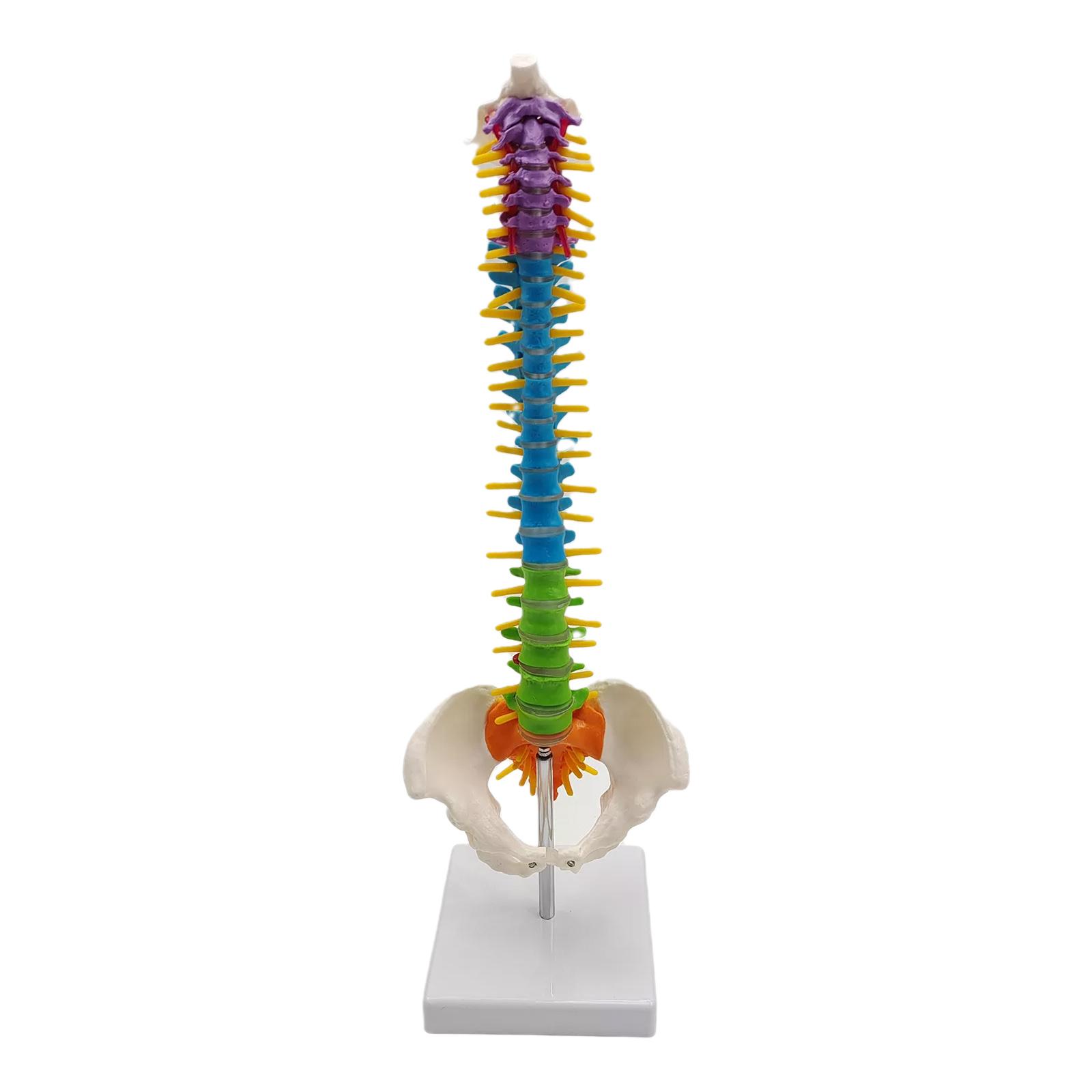 Magideal - Columna De Modelo De Columna Vertebral De Anatomía De Esqueleto De Tamaño Real Con Soporte Para Demostración, Suministros De Enseñanza, Herramienta Ed Con Pelvis De Pie