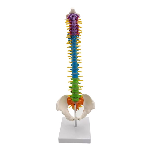Columna de modelo de columna vertebral de anatomía de esqueleto de tamaño real con soporte para demostración, suministros de enseñanza, herramienta ed con pelvis de pie