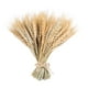 thumbnail image 1 of 100 Piezas De Flor De Oreja De Trigo Real Flores Secas Decoración De Fiesta De Boda Natural, 1 of 3