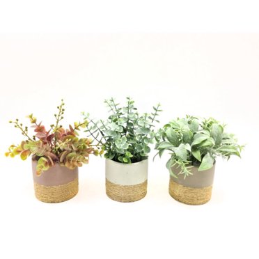 Planta Decorativa Rustica Producto Surtido