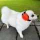 thumbnail image 3 of Protectores auditivos para perro derYEP, talla grande, naranja, 29 dB NRR, 3 of 6