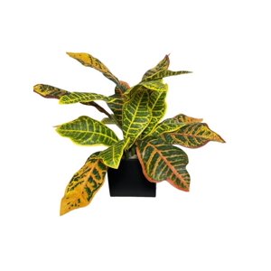 Corel - Arreglo De Ramo Croton 55Cm Con Acabado Natural Artificial