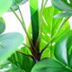 thumbnail image 4 of Planta Artificial monstera 90cm, 4 of 5