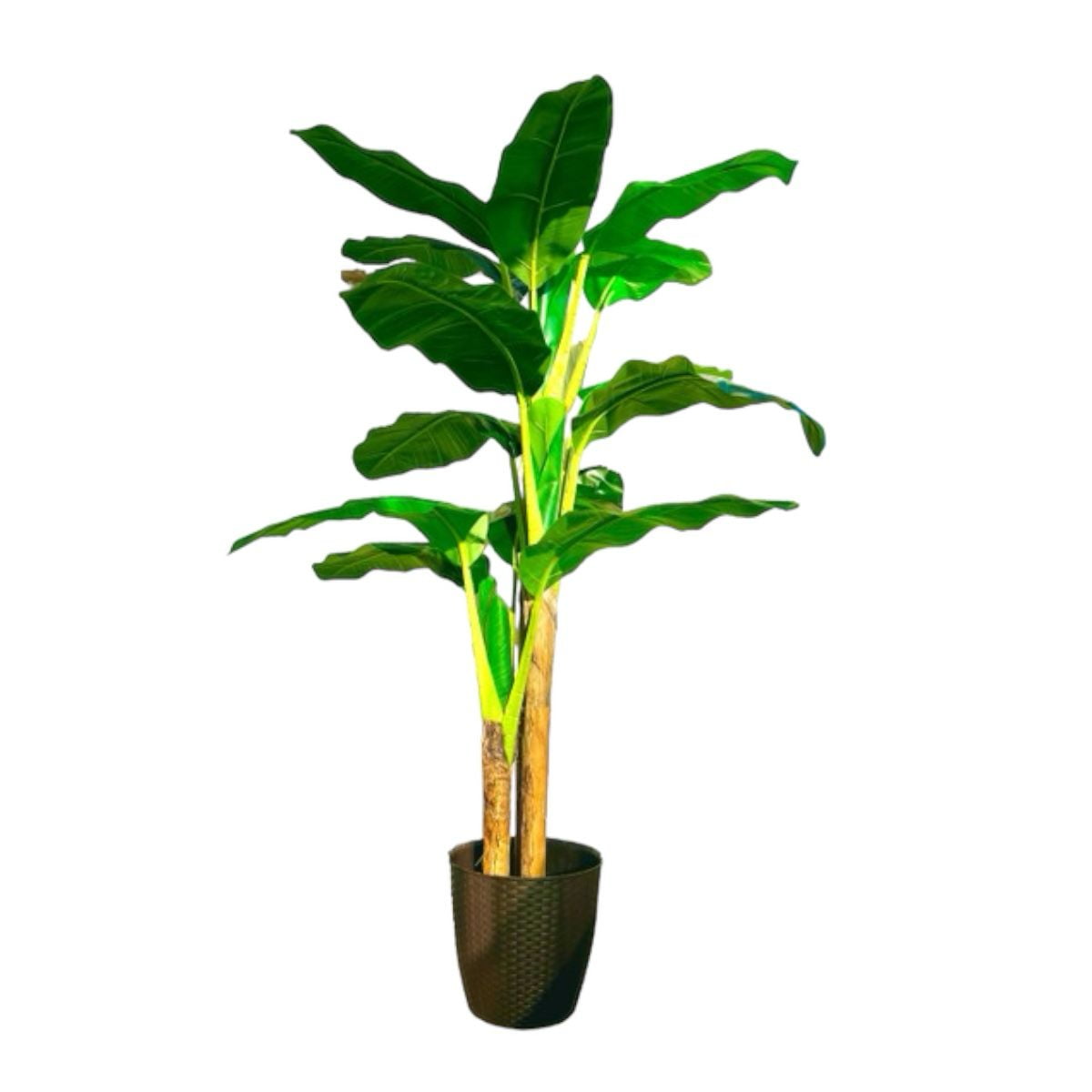 Arbusto Real - Planta Artificial Banano 180 Cm. / 14 Hojas Premium.