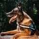 thumbnail image 2 of Parche de tela Doggykingdom 16 x 5 cm, 2 unidades, personalizable, 2 of 7