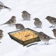 thumbnail image 5 of Alimentador de pájaros TREEHAC 18x18 cm de metal – Pack de 4 para exterior, 5 of 7