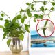 thumbnail image 5 of Clips de fijación para plantas trepadoras ZIBo, 100 piezas, autoadhesivos, 5 of 7
