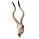 thumbnail image 2 of Resina Long Horned RAM Decor Skull Wall Mount Skull Decor Para Home Office C 56.5x21.5x13cm, 2 of 5