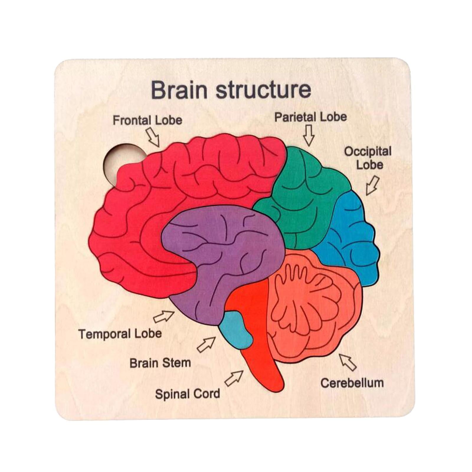Bothyi - Rompecabezas De Madera Para El Cerebro, Rompecabezas De Estructura Cerebral Para Bebés, Niñas Y Niños De 3, 4, 5 Y 6 Años