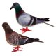 thumbnail image 1 of 2x falsas plumas artificiales de espuma palomas aves boda decoración adornos lugar, 1 of 5