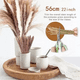 thumbnail image 3 of Pampas secas 65 uds plantas decorativas, 3 of 3