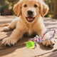 thumbnail image 3 of Set 4 Juguetes Interactivos De Cuerda Pelota Mascotas Lau, 3 of 3