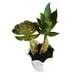 thumbnail image 2 of Suculentas Artificiales Con Macetero. Pack De 3. Decoracion verde, 2 of 4