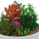 thumbnail image 3 of Planta Decorativa Suculentas Multicolor Maceta Bca., 3 of 4