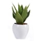 thumbnail image 1 of Aloe Decorativa en Pote Blanco, 1 of 4