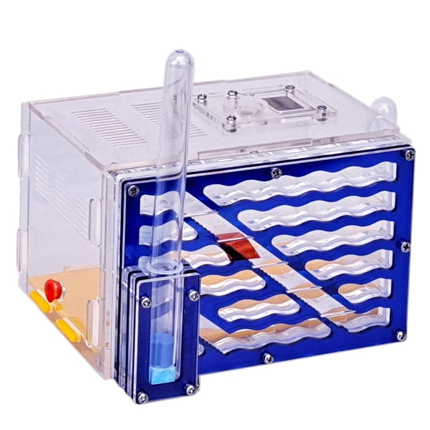 Caja de exhibición de nido de vivienda, juguetes, fácil de montar, transparente, hábitat de cría, estuche para decoración del Día del Niño, regalo par