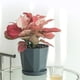 thumbnail image 3 of Macetas De Plástico Surtidas Para Plantas De Flores, Macetas Para Viveros Con Bandeja, Plantas De Interior Y Exterior, 3 of 5