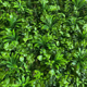 thumbnail image 3 of Jardín Vertical Artificial Bali, 3 of 4
