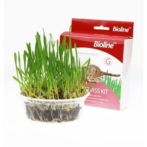 Kit Completo Siembra Pasto Para Gatos Bioline Cat Grass