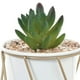thumbnail image 2 of Suculenta Decorativa Lotus, 2 of 3