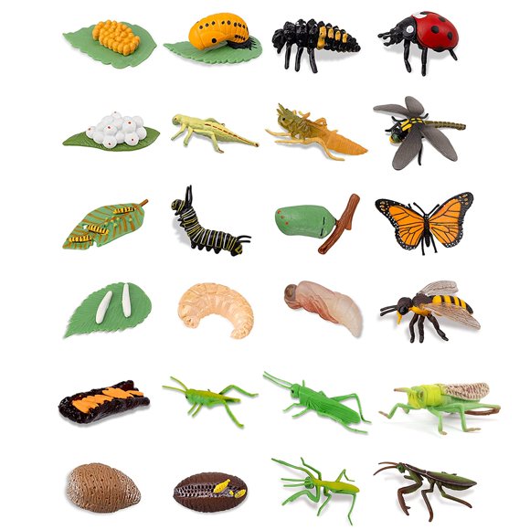 Set De 24 Figuras Del Ciclo De Vida De Insectos
