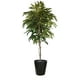 thumbnail image 3 of Árbol Ficus Alli (No Incluye ), 3 of 3