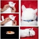 thumbnail image 3 of Collar para Gato Bemix Pets Reflectante con Cascabel, 3 of 3