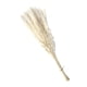 thumbnail image 3 of Ramo De Hierba De Pampa Seca, Fragmitas, Flor De Junco, Blanco, 15 Uds., 3 of 5