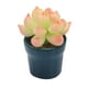 thumbnail image 2 of Simulación De Casa De Muñecas Mini Flor En Maceta Para Muebles De Decoración De Casa De Muñecas 1/12, 2 of 5