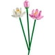 thumbnail image 3 of Flores de Loto 40647, 3 of 3