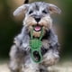 thumbnail image 2 of Set 5 Juguetes De Cuerda Mascotas Perros Interactivo Lau, 2 of 3