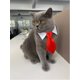 thumbnail image 5 of Conjunto de pajarita y corbata para mascotas, cuello formal ajustable Yosbabe, 5 of 7