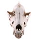 thumbnail image 4 of Réplica De Resina De Calavera Realista Falsa, Modelo De Esqueleto De Cabeza De Enseñanza, Acuario 6, 4 of 5