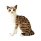 thumbnail image 1 of Simulación De Gatos Siameses, Relleno De Felpa De Animales, Relleno Para Regalo De Cumpleaños StyleE, 1 of 5