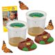 thumbnail image 1 of Repuesto de orugas vivas Insect Lore para mariposas Painted Lady, 1 of 8