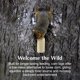 thumbnail image 4 of Recambio Squirrelog Sweet Corn Paquete De 6, 4 of 9