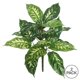 thumbnail image 3 of Planta artificial Vickerman Dieffenbachia verde, 22 cm, paquete de 2, 3 of 3